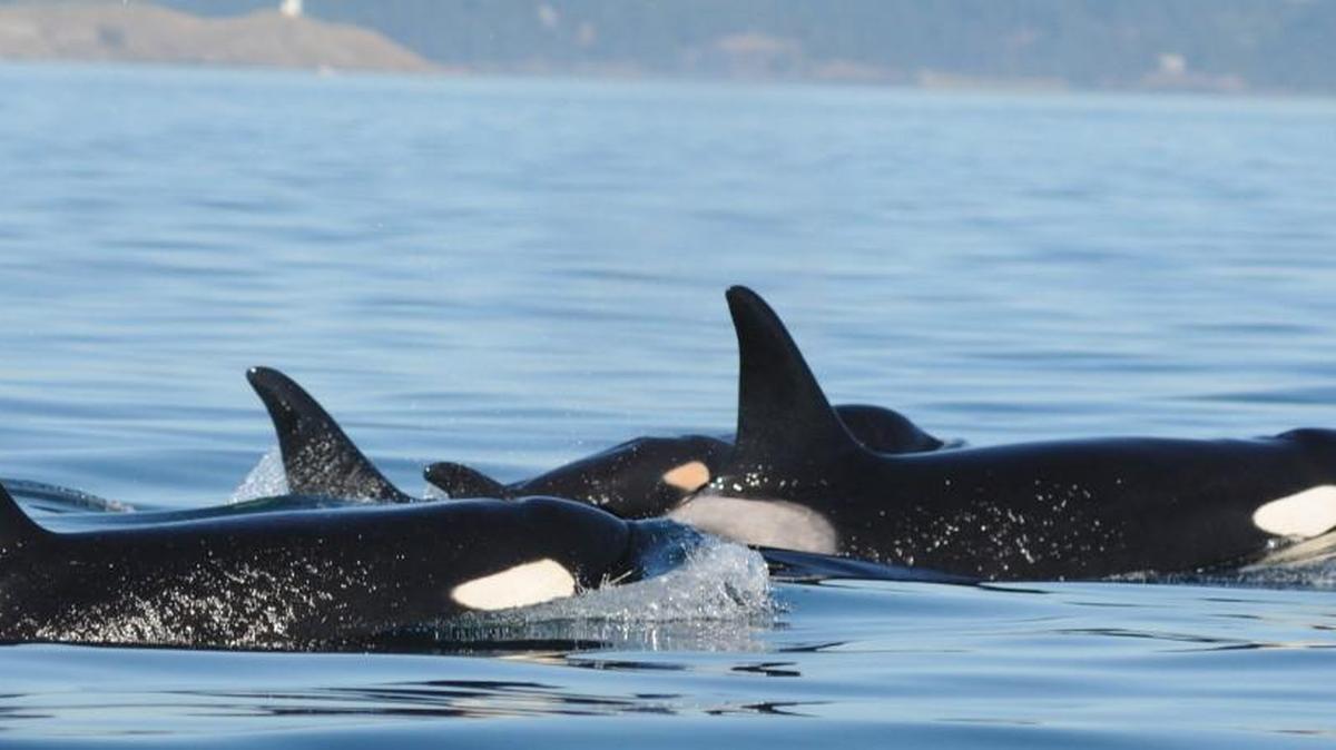 Sam Kaviar, owner of Kayak Nisqually and a former expedition kayak guide in the San Juan Islands, will give an introductory talk on the natural history of orcas in the Salish Sea Sunday evening at the Nisqually Reach Nature Center.
