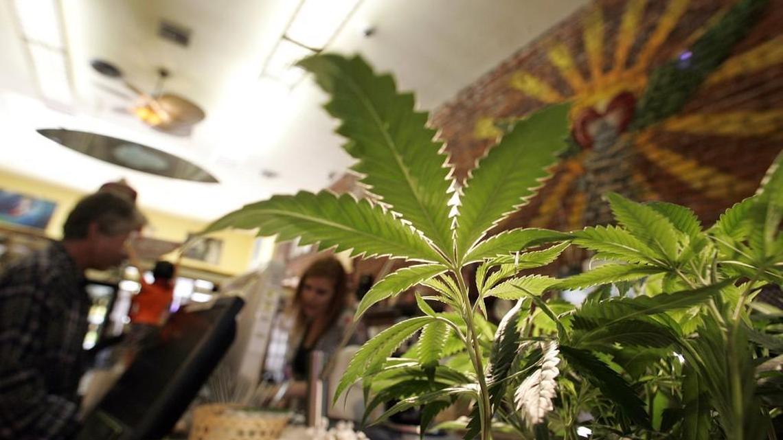 Medical pot shops sue state, call licensing process ‘a mess’