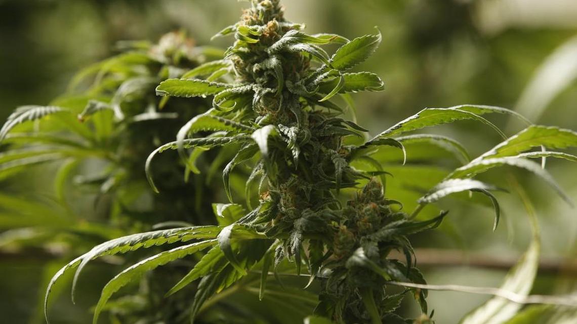 What happened in Washington state after voters legalized recreational marijuana