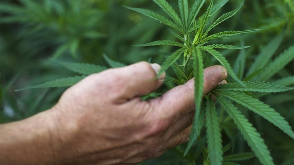 Residents ask commissioners to keep marijuana operations out of rural areas