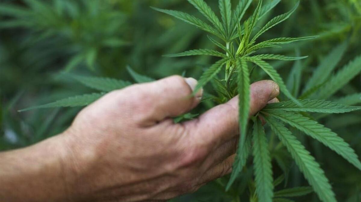 In a 2014 file photo, marijuana plants grow on a residential property in a vegetable garden in Lake County, Calif. Lake County recently passed strict growing laws, but activists are putting a new initiative on the ballot to allow marijuana farming.
