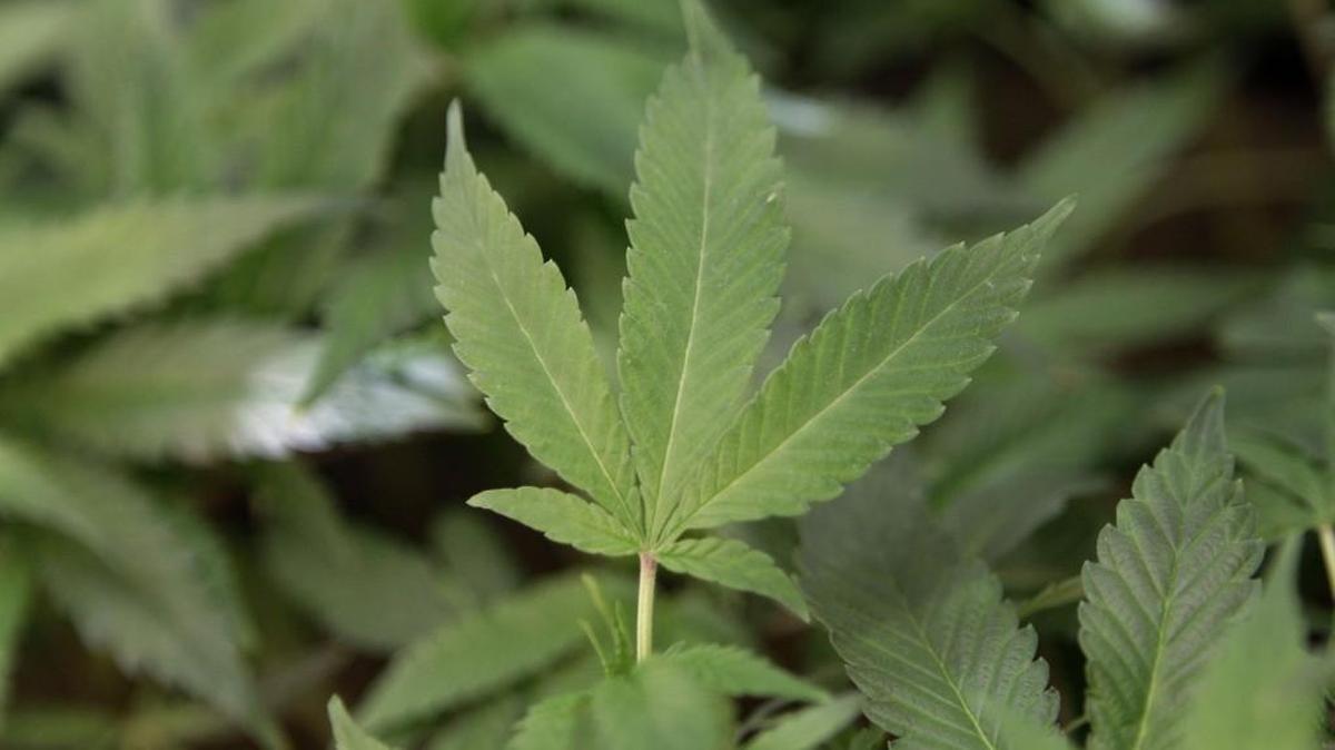 According to a report by ArcView Market Research, 86 percent of Americans now live in a state that allows some degree of legal cannabis use.