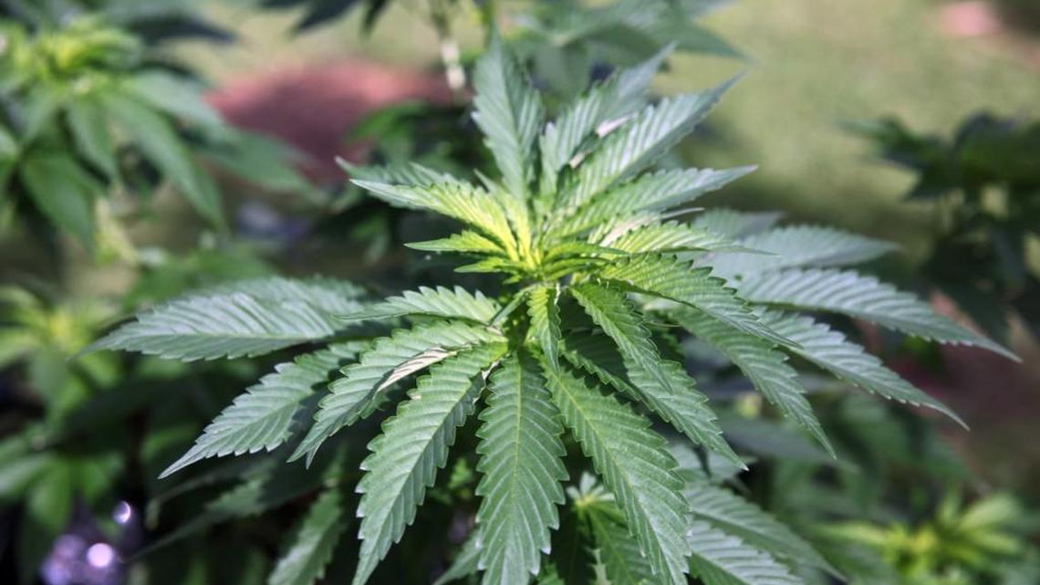 State pot sales reach new high after medical shops’ closures