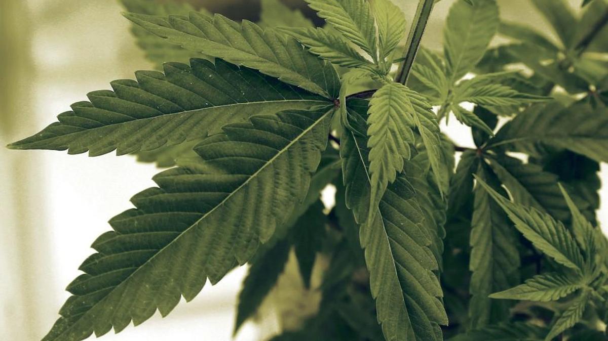 According to marijuana data website lemonhaze.com, sales that day were up 79 percent compared with average Washington state sales in the first 19 days in April.