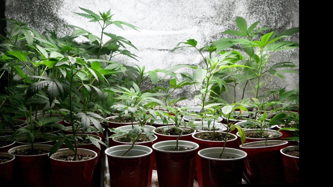 Pierce County will start shutting down unregulated pot dispensaries in a year