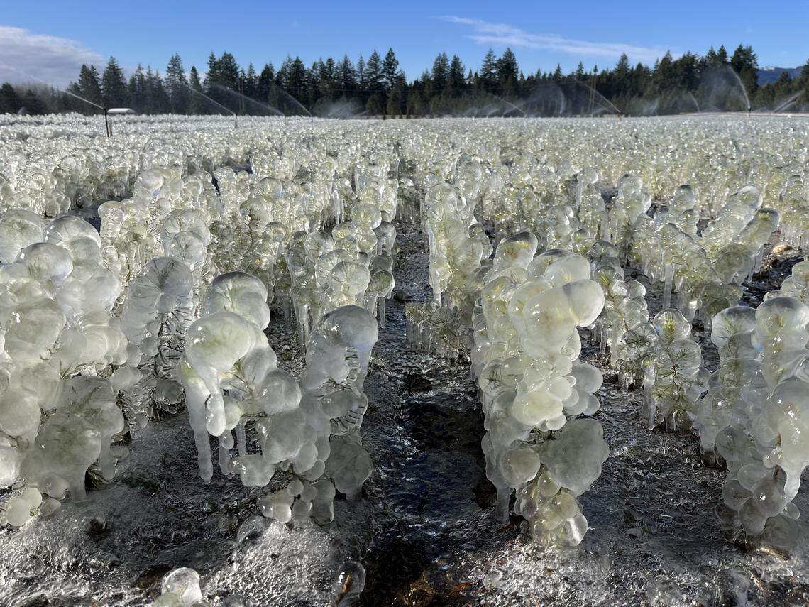 Frozen baby trees protected in ice at the Webster Forest Nursery in Olympia, Washington.