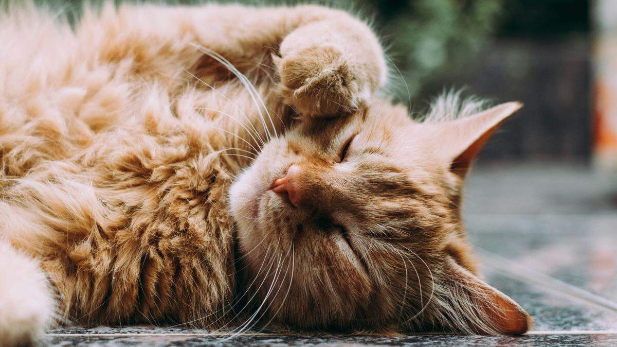 Make sure to vote in McClatchy’s national cutest cat contest.