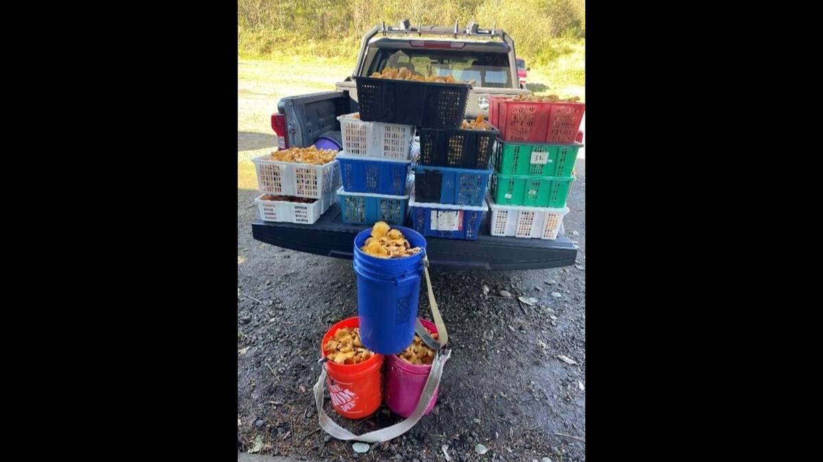 Two men were cited for illegally harvesting mushrooms on private property in Grays Harbor County, officials said.