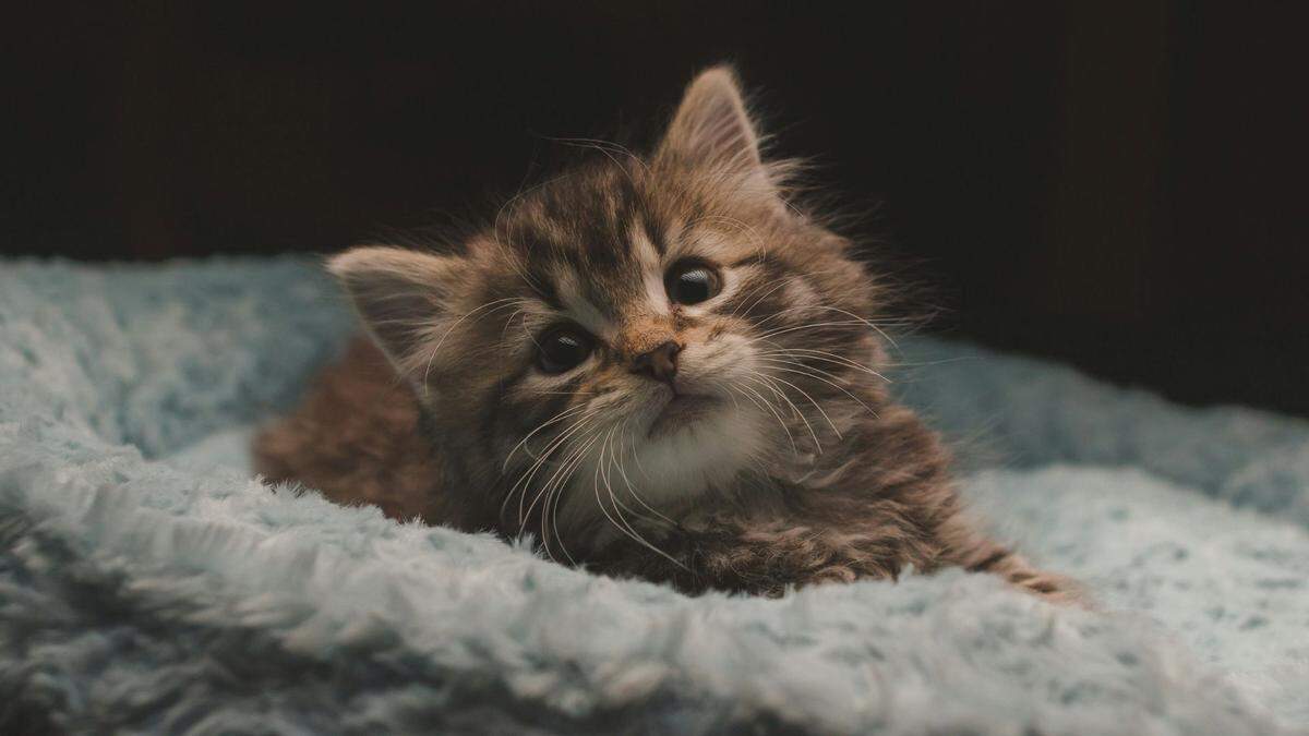 Winners of cutest cat contests held across the United States are now facing off in a national competition.