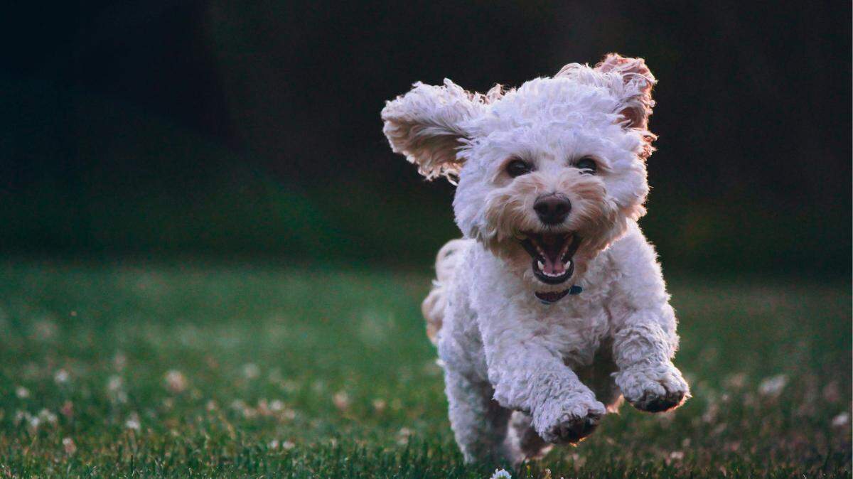 Winners of cutest dog contests held at more than 20 McClatchy newspapers this fall are now facing off in a national competition.