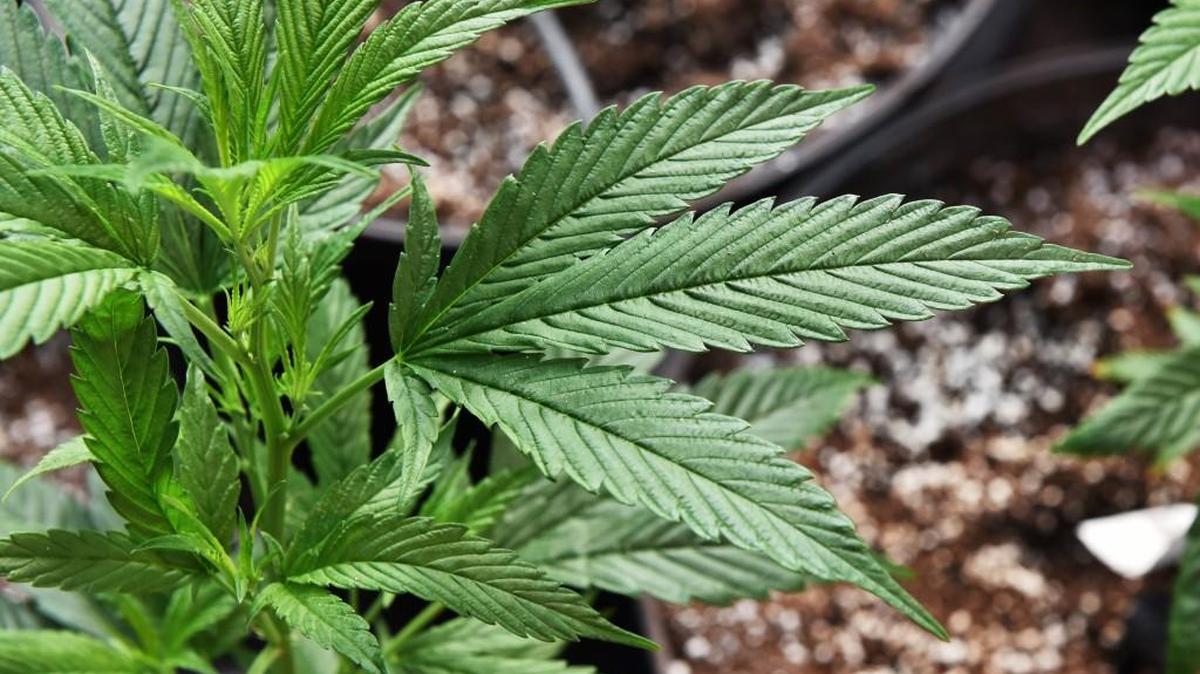 A bill in the Legislature would require schools to allow students to consume medical cannabis at school.