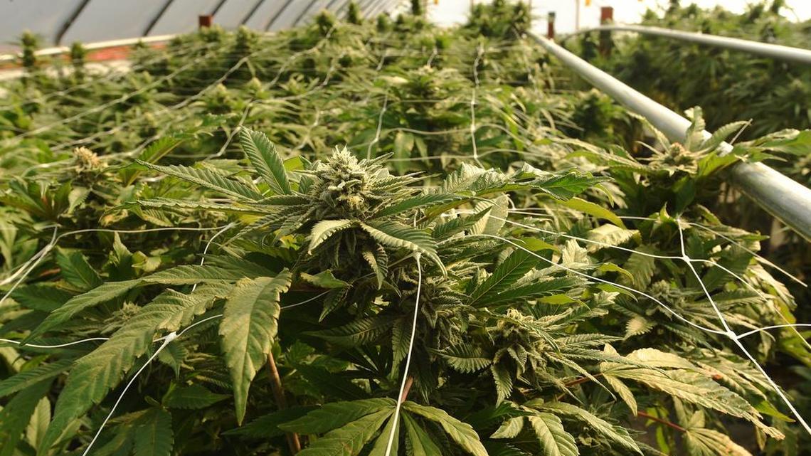 Marijuana grows at Shelton-area Forbidden Farms in 2016. Gov. Jay Inslee signed a bill Thursday that lets pot stores give out small safes in an effort to stop kids and animals from accidentally eating pot.