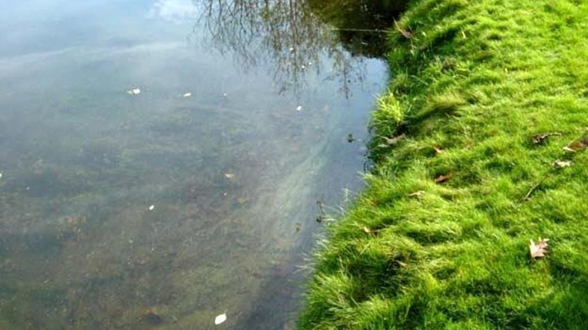 A toxic algae outbreak, similar to this one that appeared in Long Lake earlier, has resulted in health advisories at Long Lake and Pattison Lake in Thurston County.