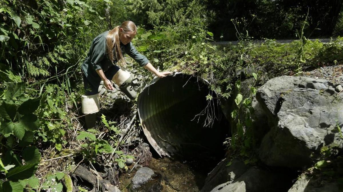 In this June 22, 2015 photo, Melissa Erkel, a fish passage biologist with the Washington Dept. of Fish and Wildlife, looks at culvert along the north fork of Newaukum Creek near Enumclaw, Wash. The culvert is slated to be replaced by a private land owner with a wider bridge designed to let salmon and other fish pass naturally along the creek.