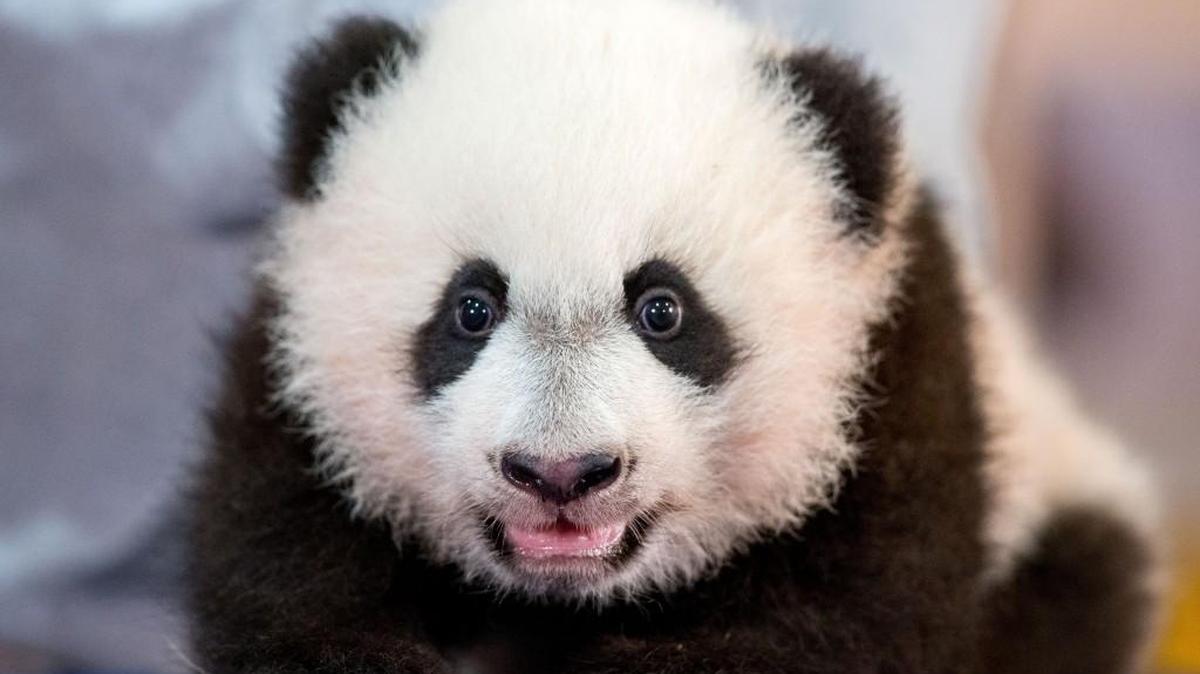 Bei Bei, the National Zoo's newest panda and offspring of Mei Xiang and Tian Tian, is presented for members of the media at the National Zoo in Washington, D.C., Monday, Dec. 14. Officials in Washington state are working with the Chinese government in hopes of getting pandas here, too.