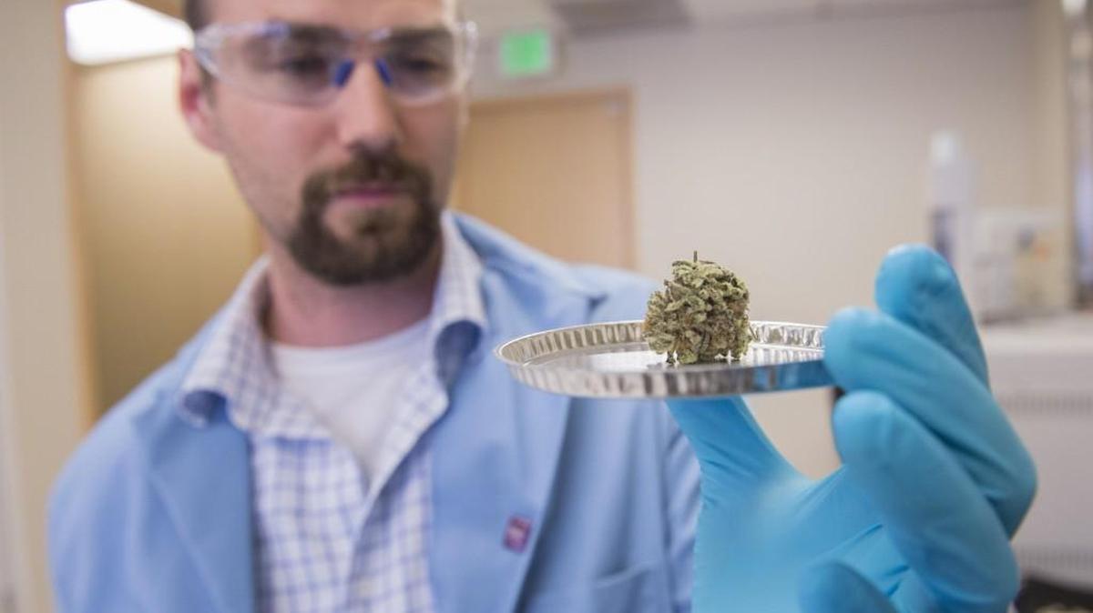 Medicine Creek Analytics scientific director Aaron Stancik displays a cannabis flower sample before putting it in a drying chamber on July 26 to measure moisture.