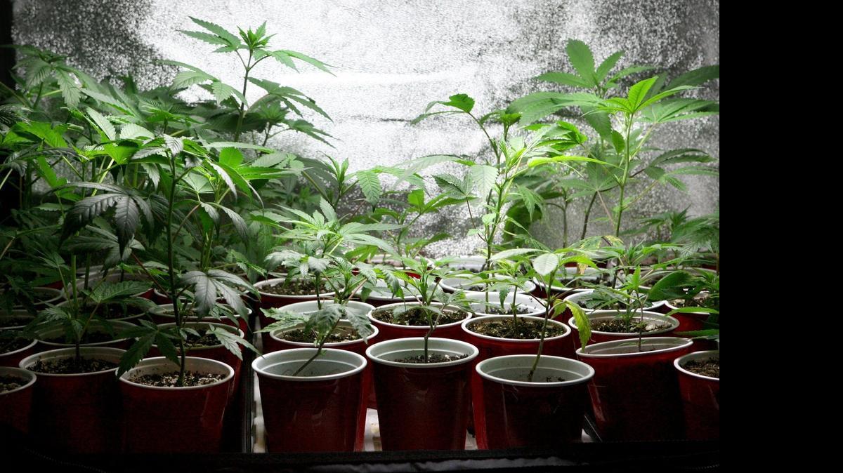 
Eighteen Washington stores were cited for selling marijuana to minors in May and June.
