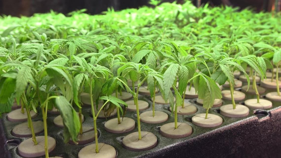 Does the Grand Mound area have too many marijuana operations?