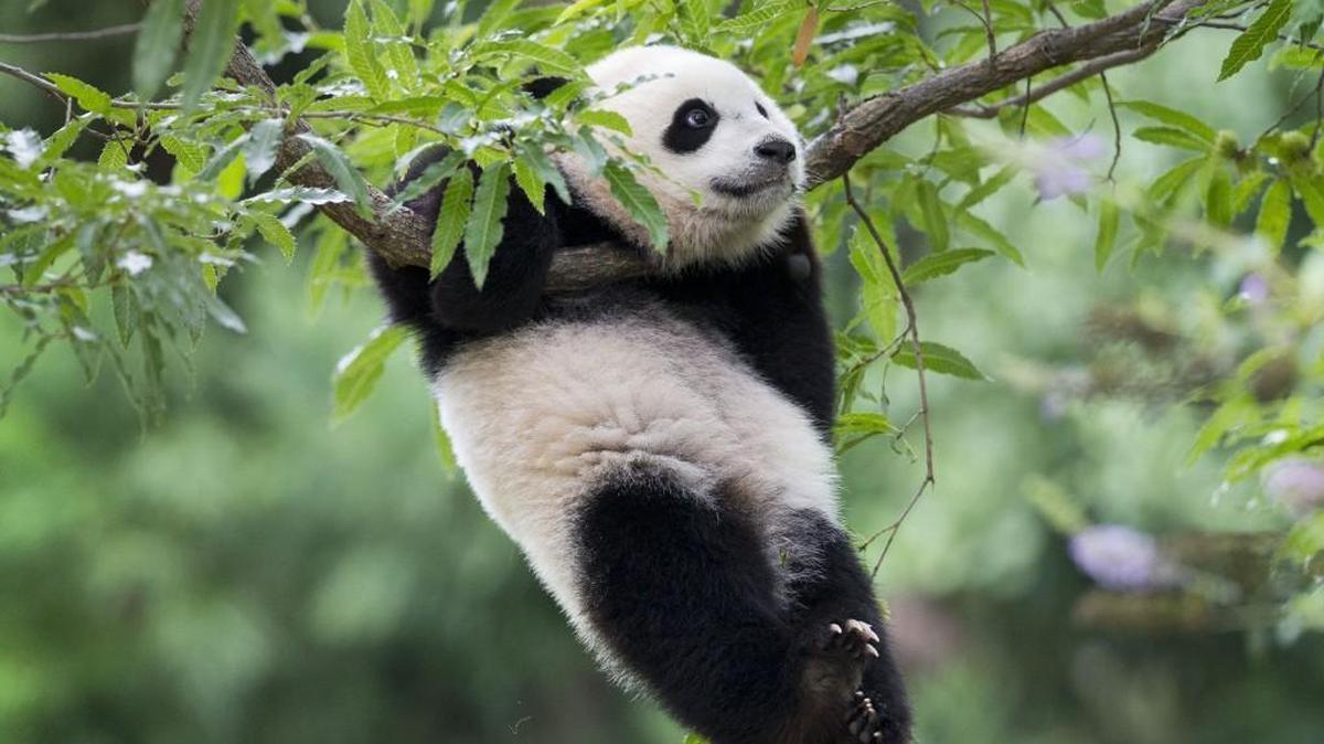 
Panda cub Bao Bao hangs from a tree in her habitat at the National Zoo in Washington in 2014, marking her first birthday. Some people want to bring a pair of pandas to Tacoma’s Point Defiance Zoo.
