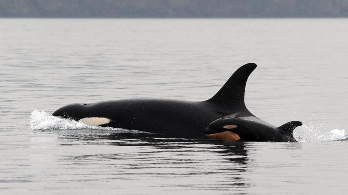 A one-week-old baby orca swims alongside a 36-year-old orca presumed to be its mother west of San Juan Island, Washington on Thursday, February 12, 2015. Washington state officials are worried about how the rising use of drones, also known as unmanned aerial systems, could affect the endangered animals.