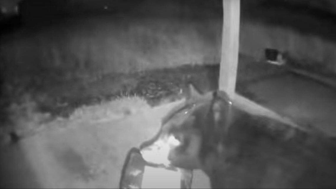 A black bear was captured on camera taking a package from a porch near Ocean Shores, Washington, officials said.