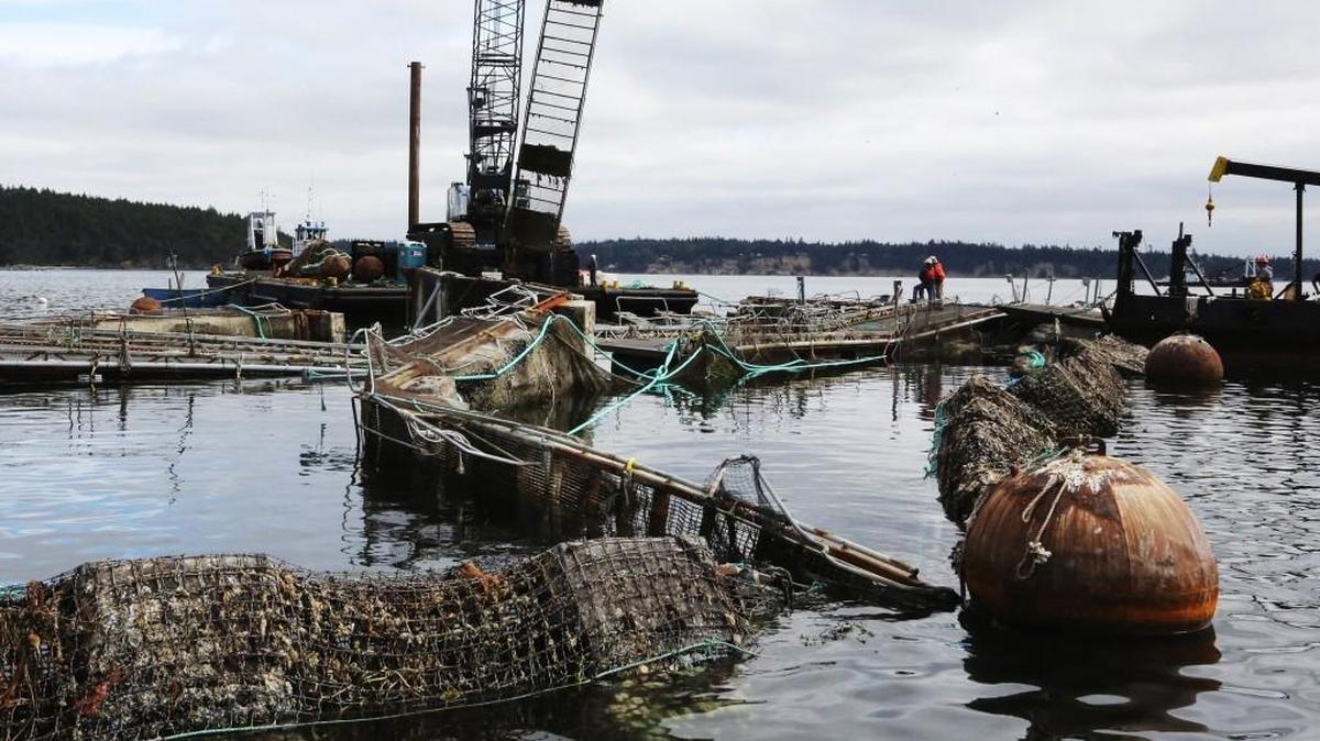 Everything is askew in the destruction of pen No. 2 at Cooke Aquaculture's Atlantic salmon fish farm off Cypress Island in August of 2017.