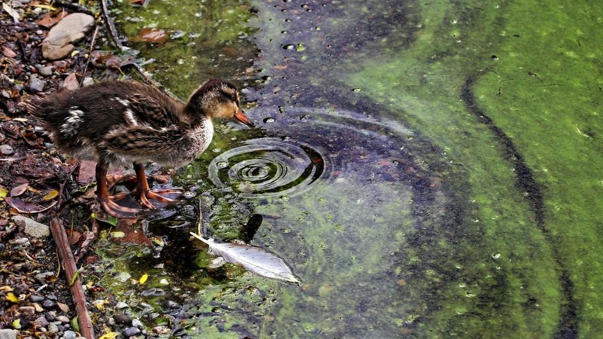 Toxic algae is a growing problem in South Sound lakes.