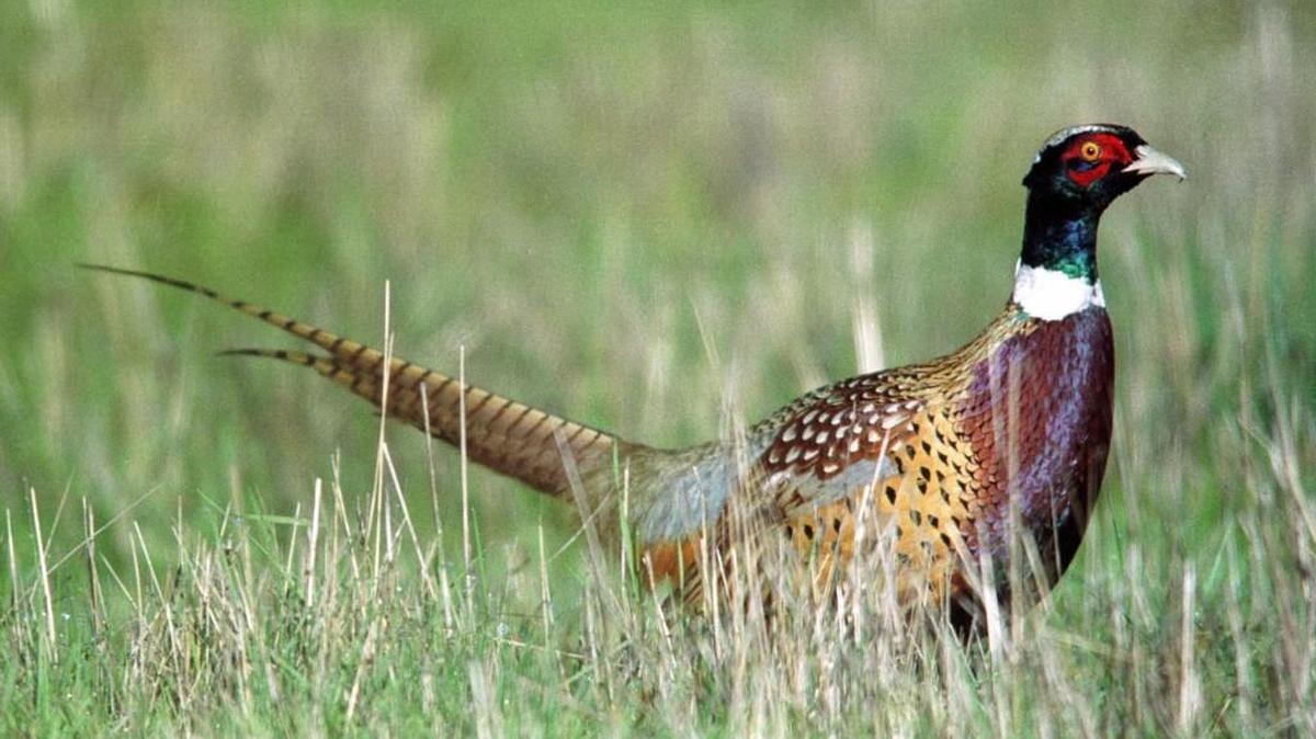 
A youth pheasant hunt will take place Saturday and Sept. 20 at two release sites at Joint Base Lewis-McChord.
