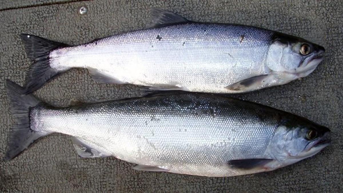 Anglers are getting good catches of kokanee at lakes Chelan and Roosevelt.