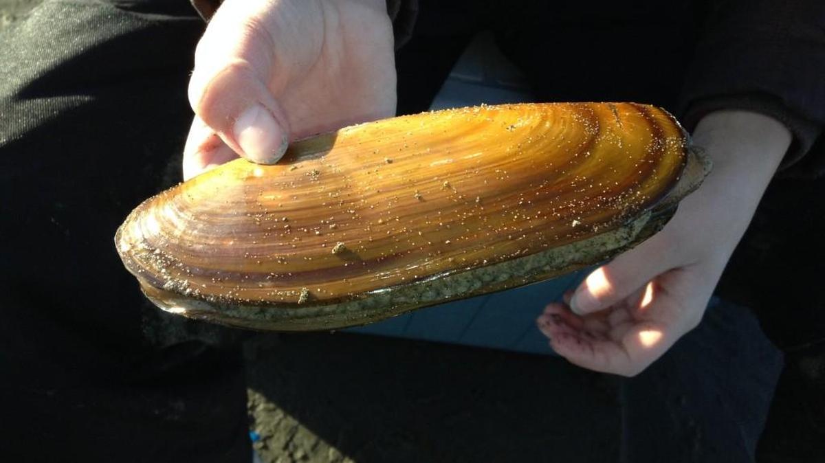 The Razor Clam Festival and Seafood Extravaganza is March 18-20 in Ocean Shores.