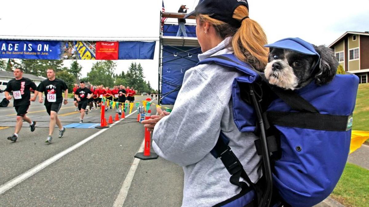 Buddy the Shihtzu dog tagged along with owner Peggy Giovengo at the 2011 Sound To Narrows. Starting with the 2016 race, dogs can participate.