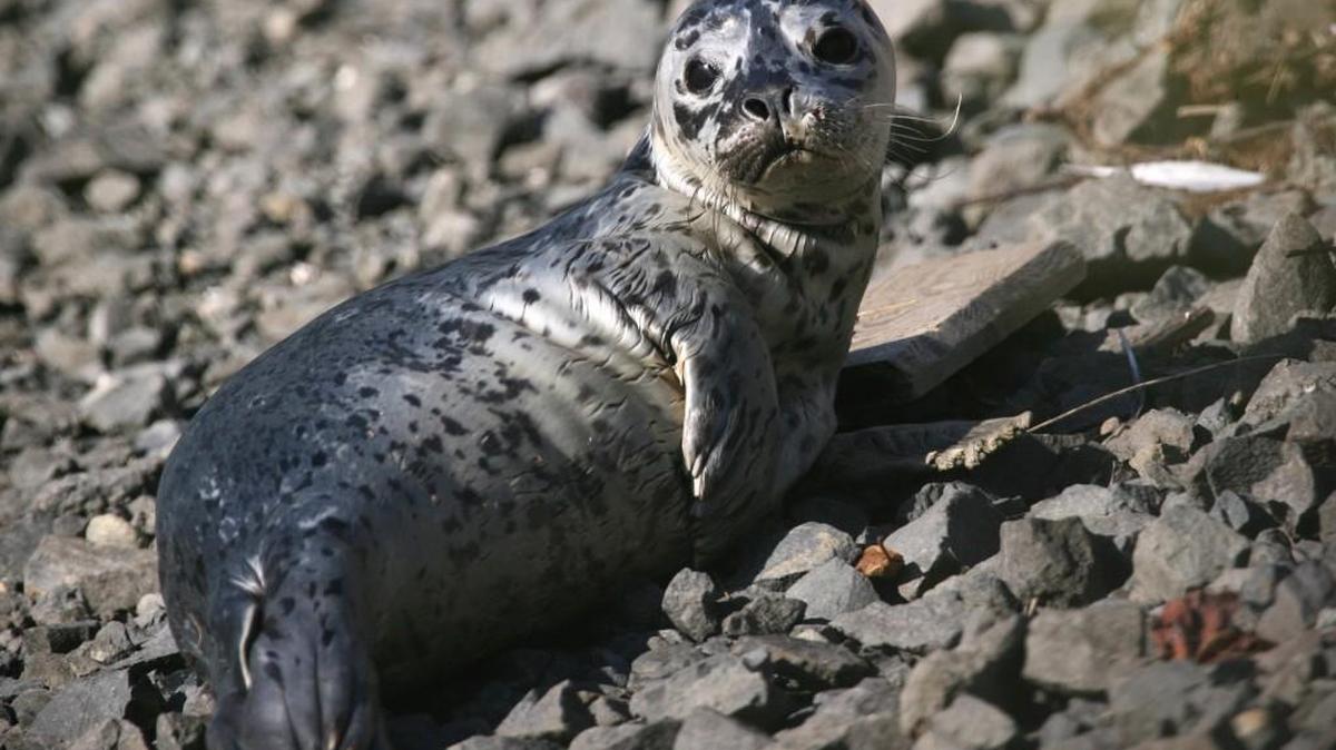 State wildlife officials announced a plan to track Washington’s seal and sea lion populations using drones.