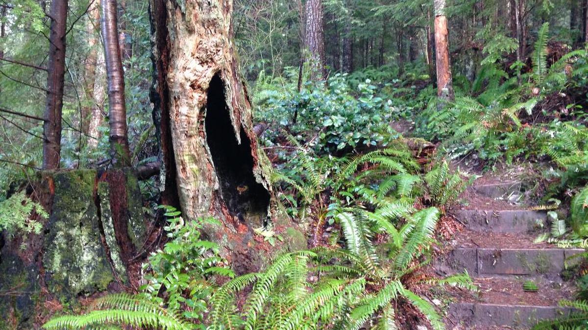 A pair of stumps line the Hugo Peak Trail in Pack Forest near Eatonville.