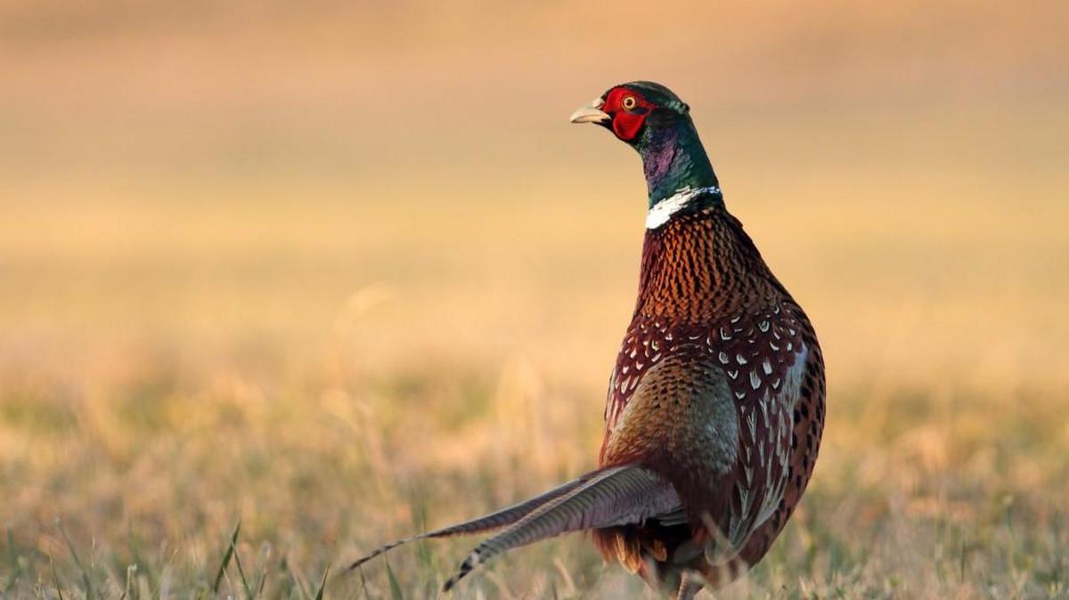 Volunteers from Western Washington Pheasant Releasers and Pheasants Forever Chapter 257 will hold a youth pheasant hunt Saturday and Sept 18 at Joint Base Lewis-McChord.
