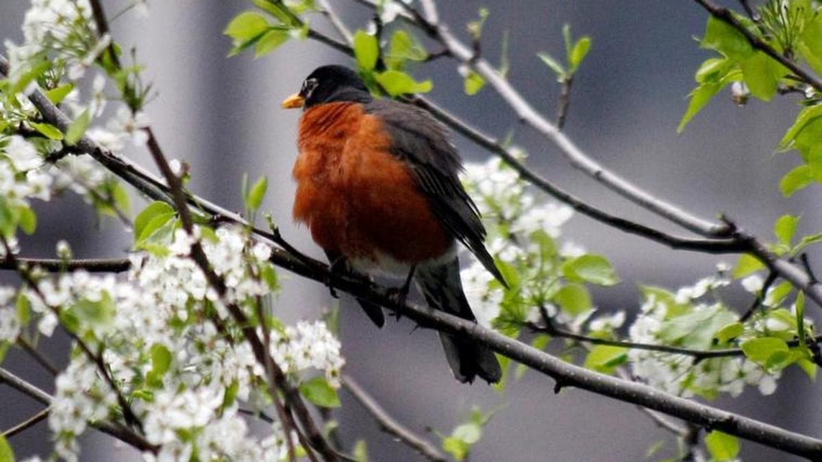 Robins tend to get blamed for picking off strawberries in a garden, but they aren’t the only culprits.