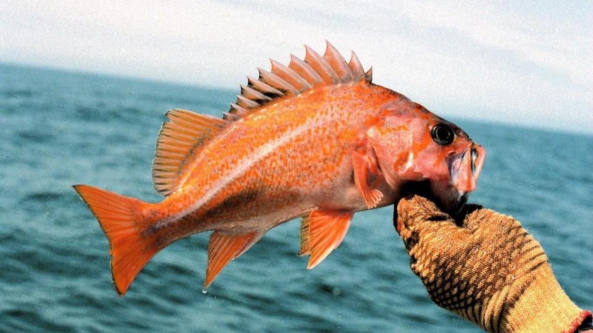 A rockfish caught near Everett.
