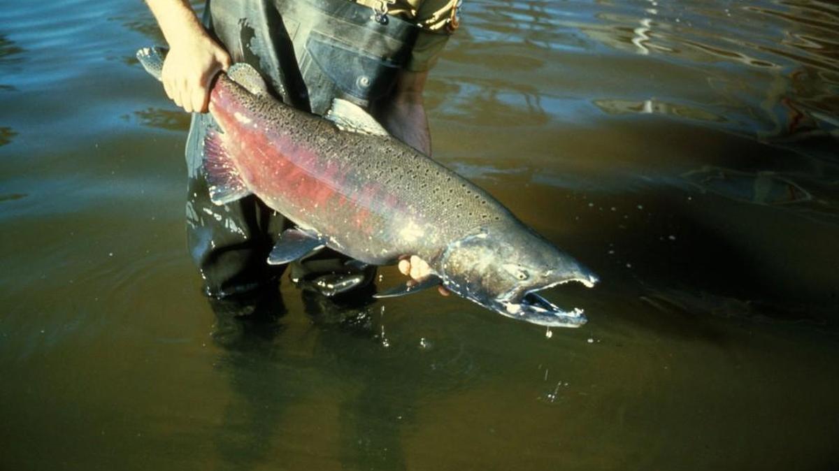 A chinook salmon.