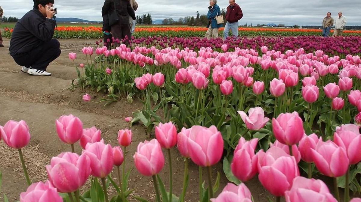 The 33rd annual Skagit Valley Tulip Festival will run through April 30.