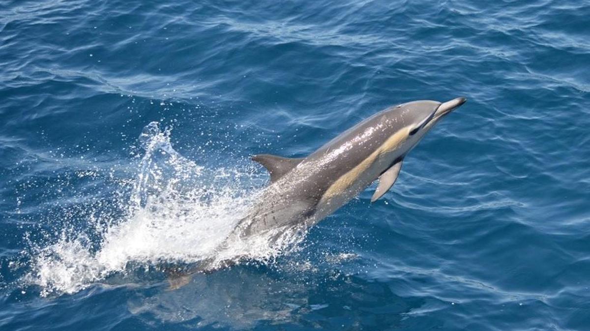 A pod of about a dozen short-beaked common dolphin was sighted last week in the Port Angeles harbor. These dolphins typically are not seen north of California.