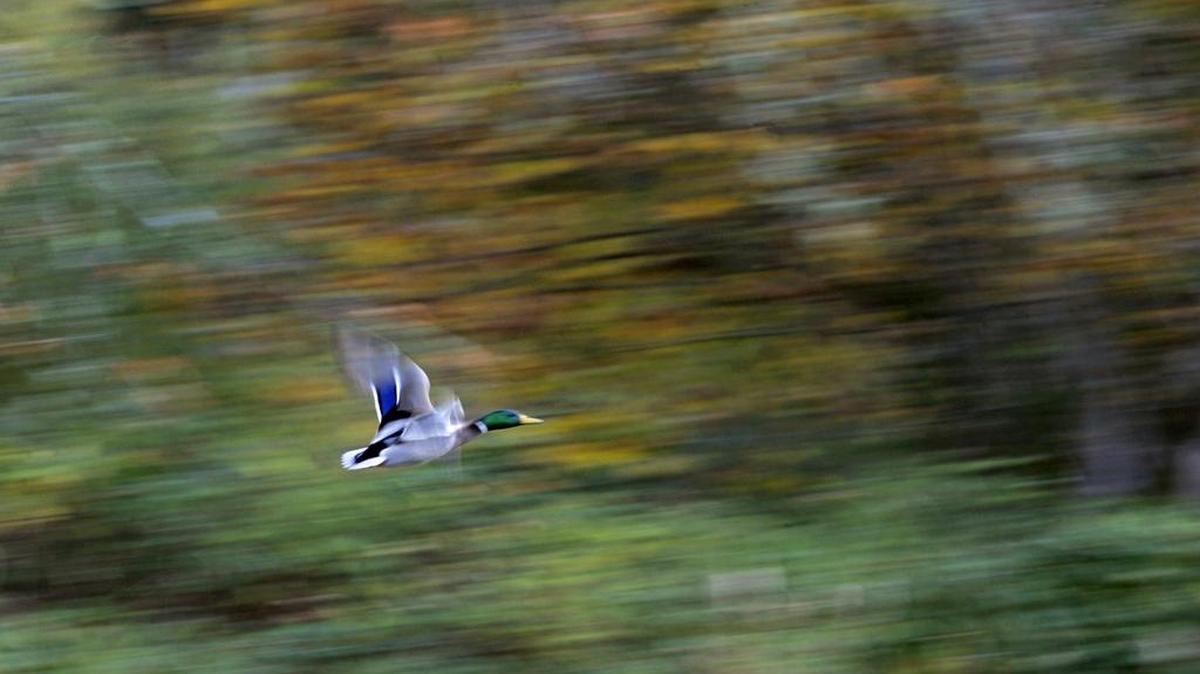 
The state Fish and Wildlife Commission has approved waterfowl seasons and bag limits similar to last year’s. The duck hunting season will open Oct. 17.
