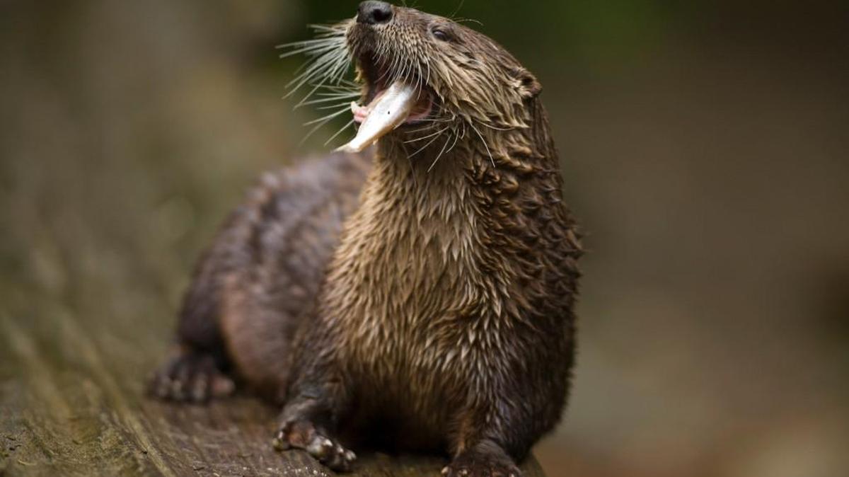 Animals, such as this otter, use play activities to refine skills they use to find food.