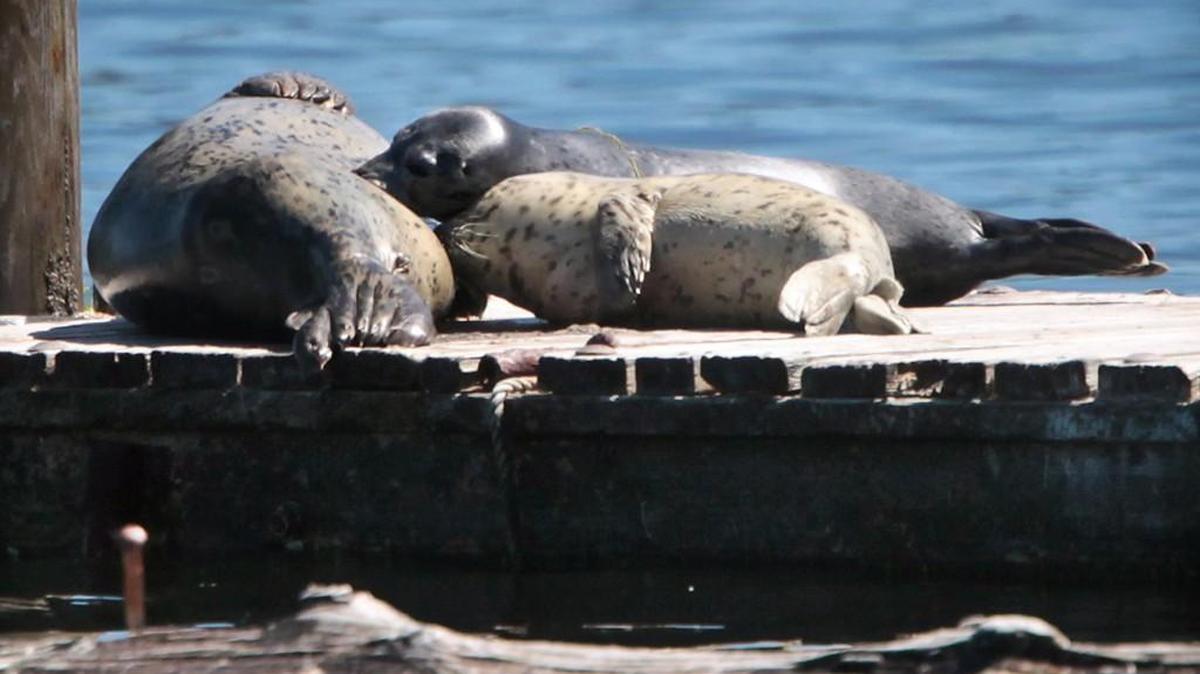 Two harbor seal pups nurse at the Henderson Bay haul-out site north of Olympia.