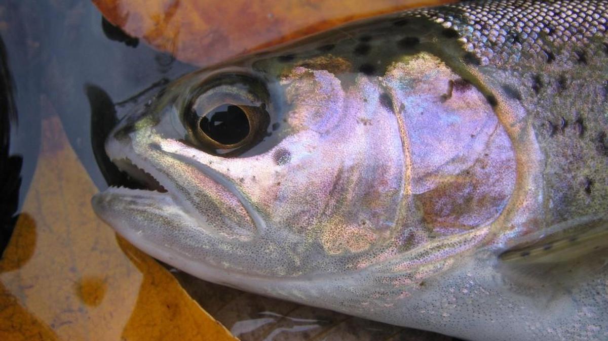 Anglers are catching some more rainbow trout at lakes around the South Sound, as well as some lakes on the eastside of the state.