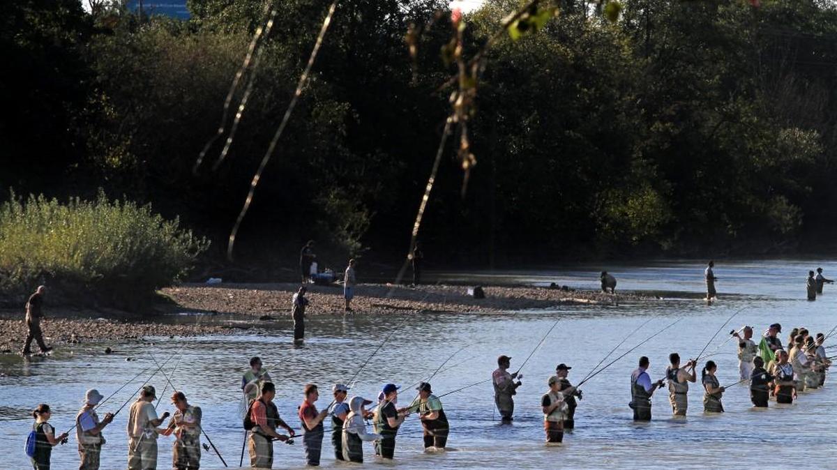 Fisherman crowd the Puyallup River in search of pink salmon in 2011. This year’s forecasts for salmon runs, including pink salmon, will be released Feb. 28.
