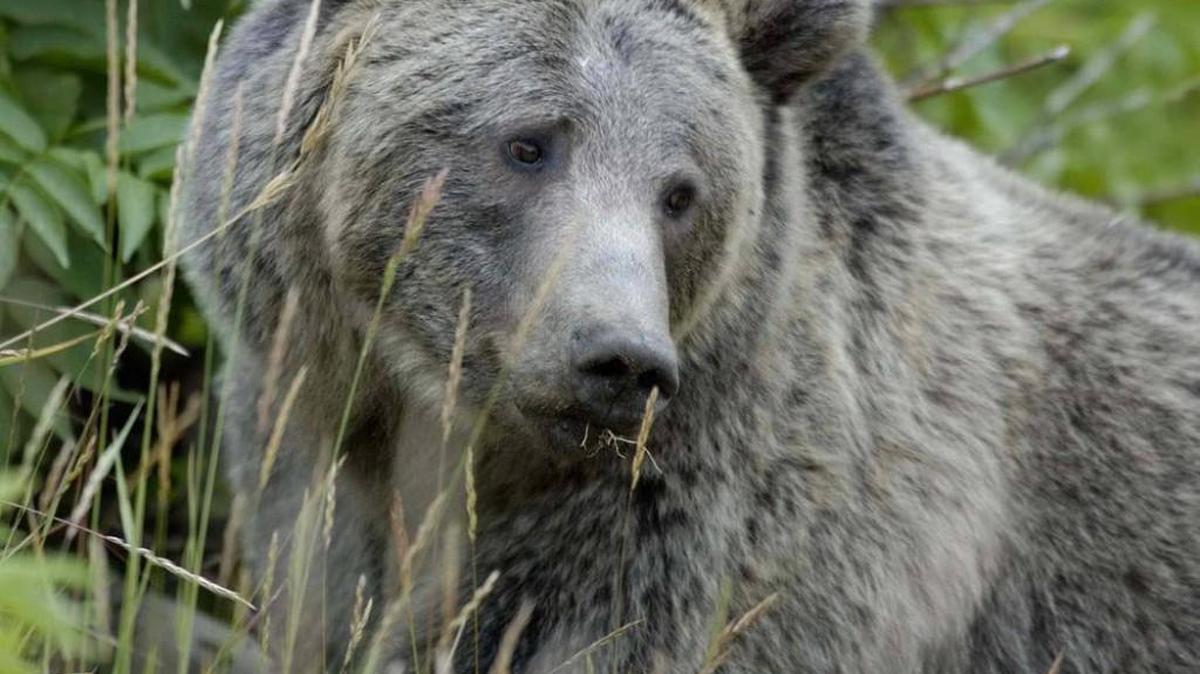The U.S. Fish and Wildlife Service and National Park Service are expected to release later this fall a draft environmental impact statement that looks at the reintroduction of grizzly bears to the North Cascades ecosystem.