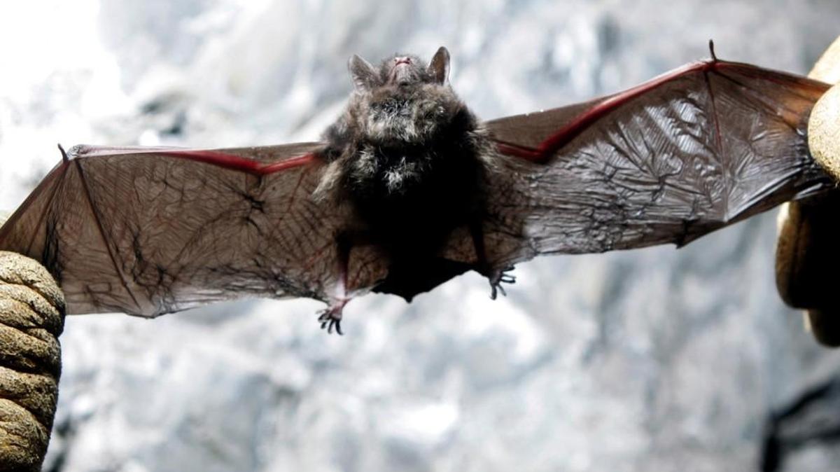 This bat died of white-nose syndrome in an abandoned mine in Rosendale, N.Y. A bat found in North Bend in April died of the syndrome, the most western reach of the deadly disease in the U.S. Research shows the fungus that causes the syndrome likely came from the Eastern U.S.