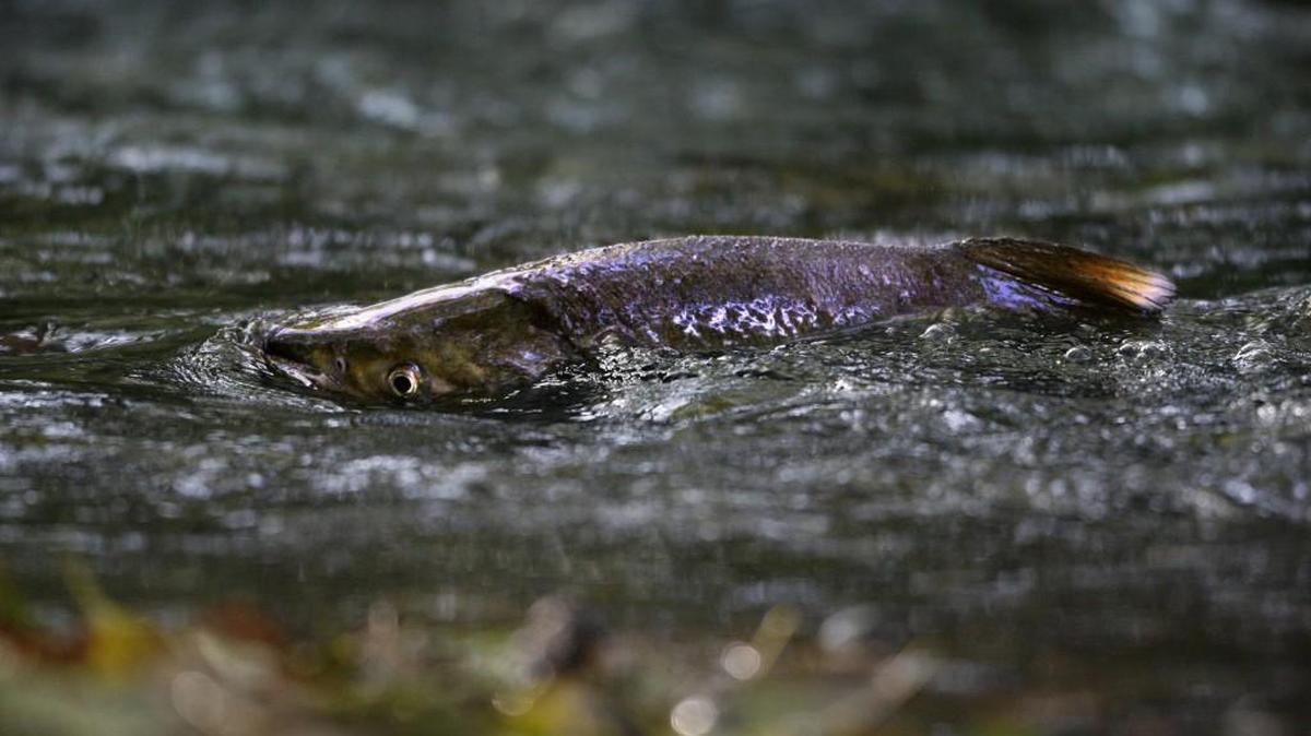 A chum salmon pokes its head out of the water as it churns the gravel to make a nest in Kennedy Creek. The Kennedy Creek Salmon Trail opens this weekend.