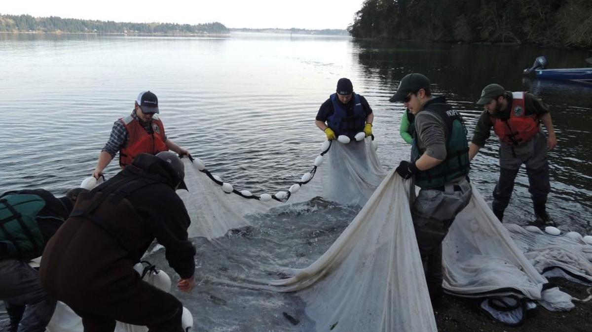The state’s study of forage fish in Puget Sound will be the topic of an upcoming program in the Discovery Speaker Series in Olympia.