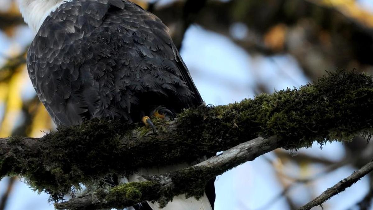 A bald eagle rests in a tree above the Skagit River looking for a meal near Concrete.