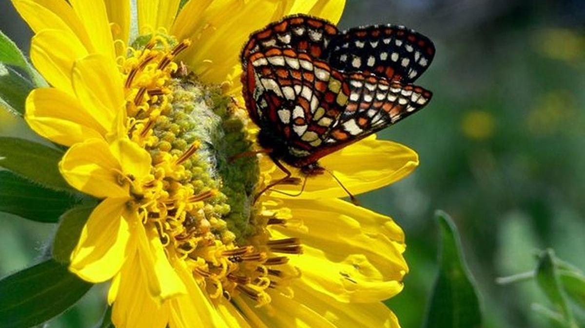 A federal grant through the Endangered Species Act will help protect Thurston County habitat for list species, such as the Taylor checkerspot butterfly.